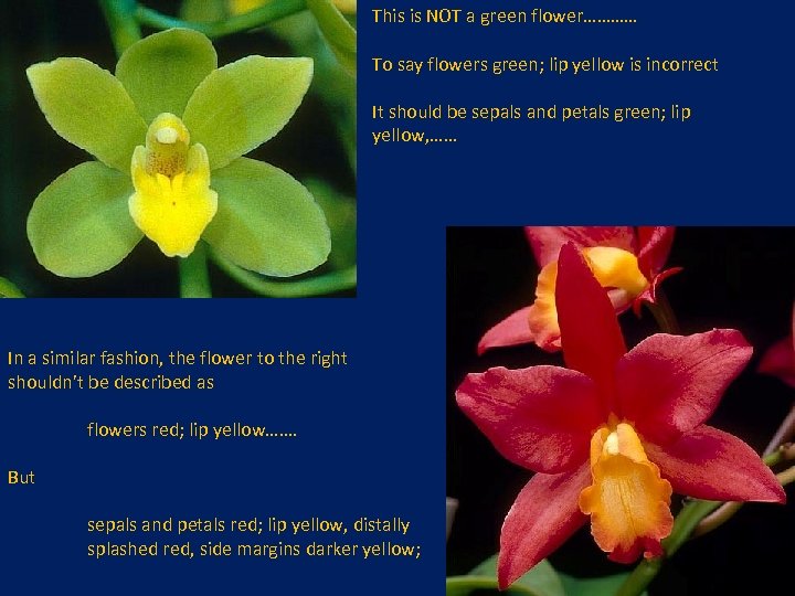 This is NOT a green flower………… To say flowers green; lip yellow is incorrect