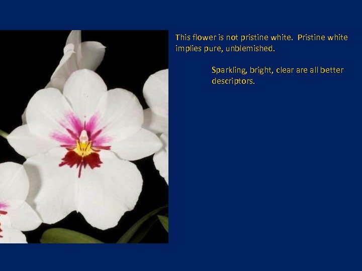 This flower is not pristine white. Pristine white implies pure, unblemished. Sparkling, bright, clear