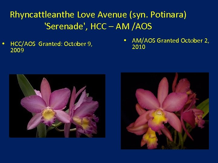 Rhyncattleanthe Love Avenue (syn. Potinara) 'Serenade', HCC – AM /AOS • HCC/AOS Granted: October