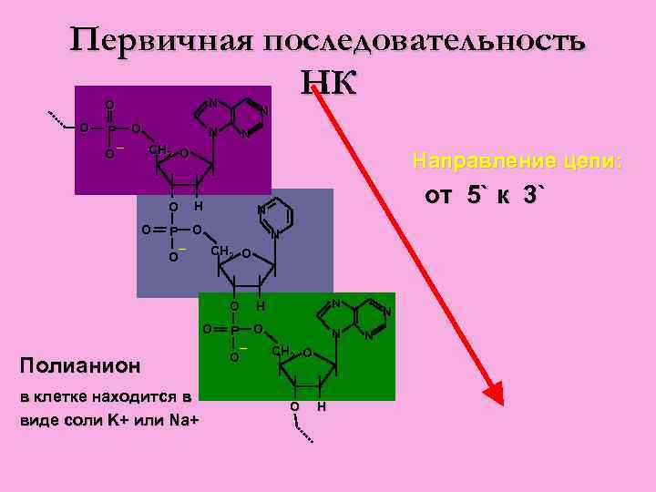 Первичная последовательность НК N О О О P О – N N N CH
