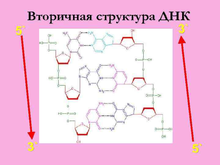 5` Вторичная структура ДНК 3` 3` 5` 
