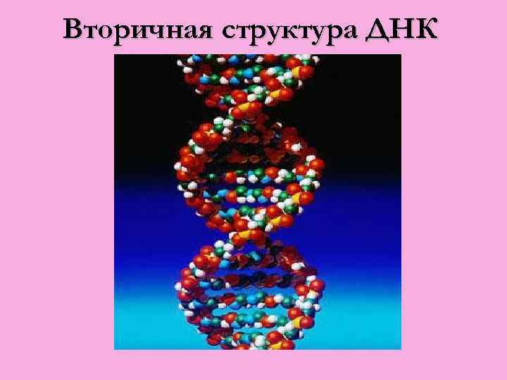 Вторичная структура ДНК 