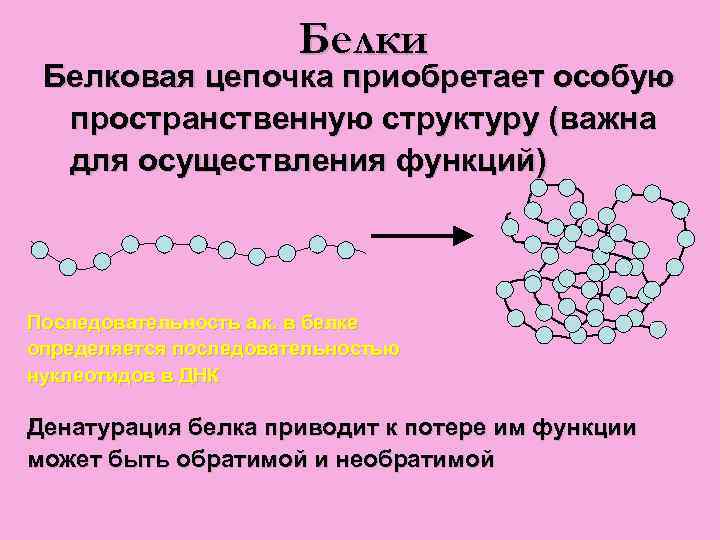 Первичная структура белка мономер. Белковая цепь. Цепочка белков. Белки строение мономера.