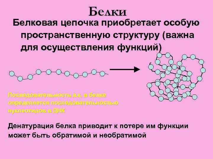 Белки состав мономеры