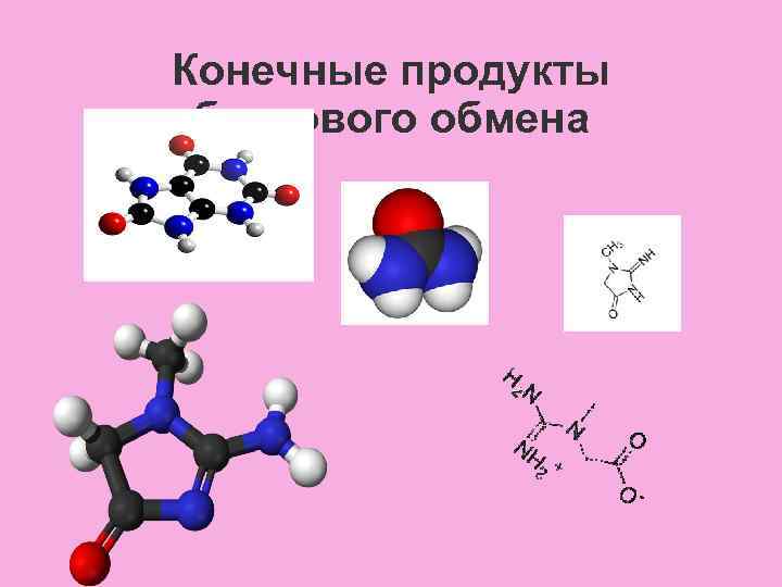 Конечные продукты белкового обмена 