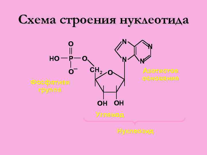 Нуклеотид схема строения