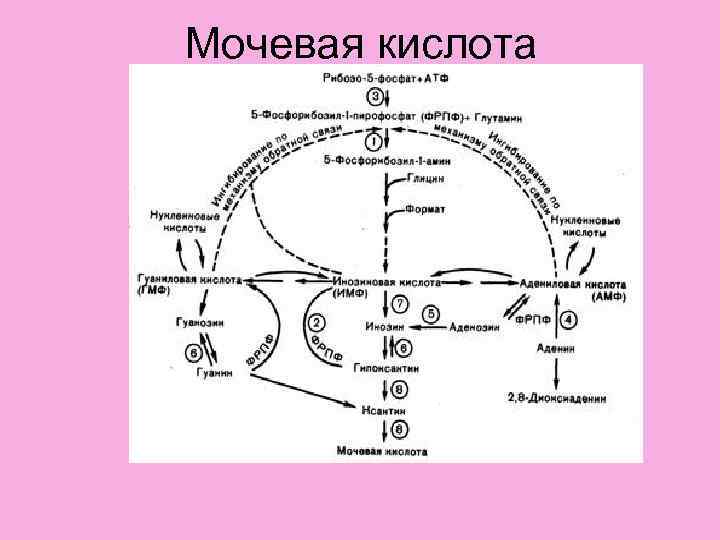 Мочевая кислота 