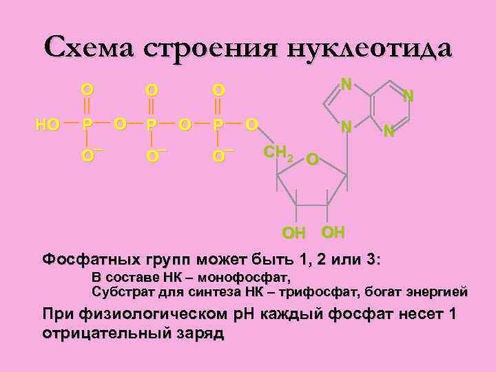 Схема строения нуклеотида О HО P О– О О P О– N О О