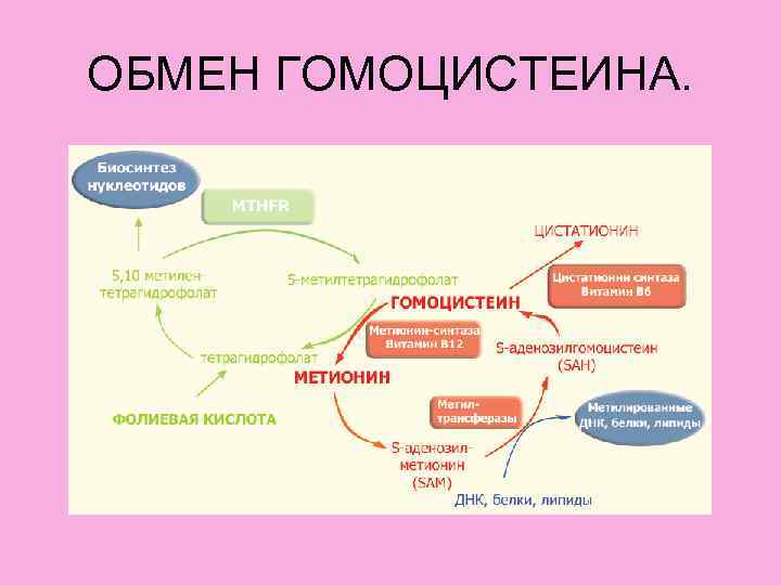 ОБМЕН ГОМОЦИСТЕИНА. 