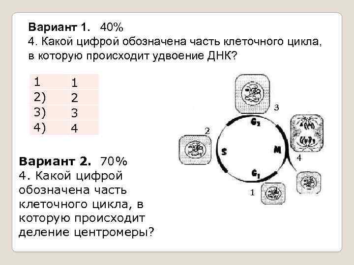 Какой цифрой на рисунке обозначена ткань имеющая одревесневшие утолщенные оболочки