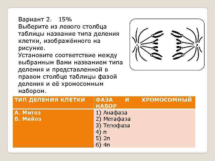 Рассмотрите рисунок назовите тип и фазу деления ядра