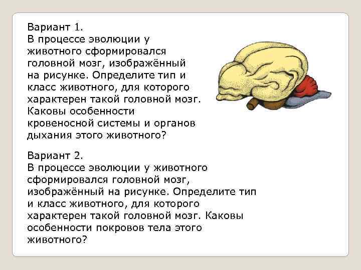 Вариант 1. В процессе эволюции у животного сформировался головной мозг, изображённый на рисунке. Определите