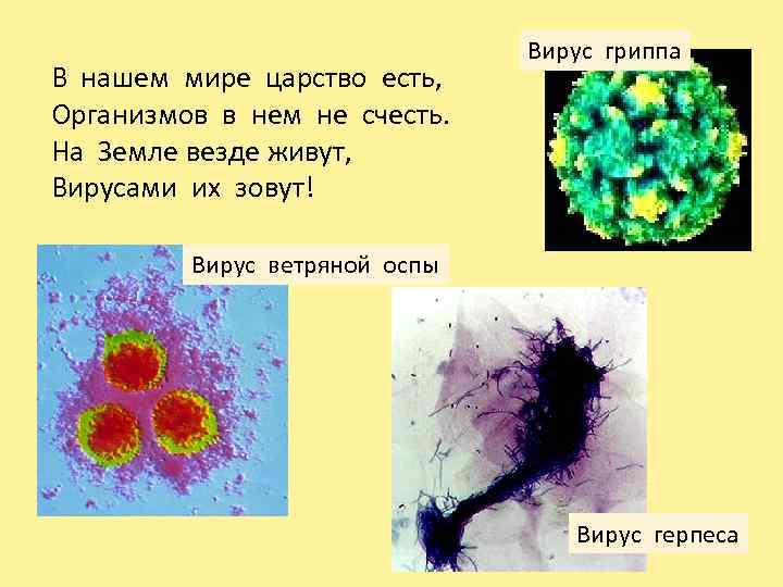 В нашем мире царство есть, Организмов в нем не счесть. На Земле везде живут,