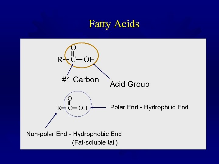 Fatty Acids O R C OH #1 Carbon O R C OH Acid Group