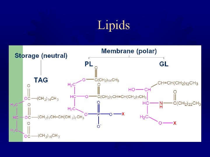 Lipids 