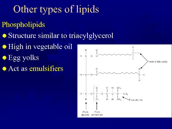 Other types of lipids Phospholipids ® Structure similar to triacylglycerol ® High in vegetable