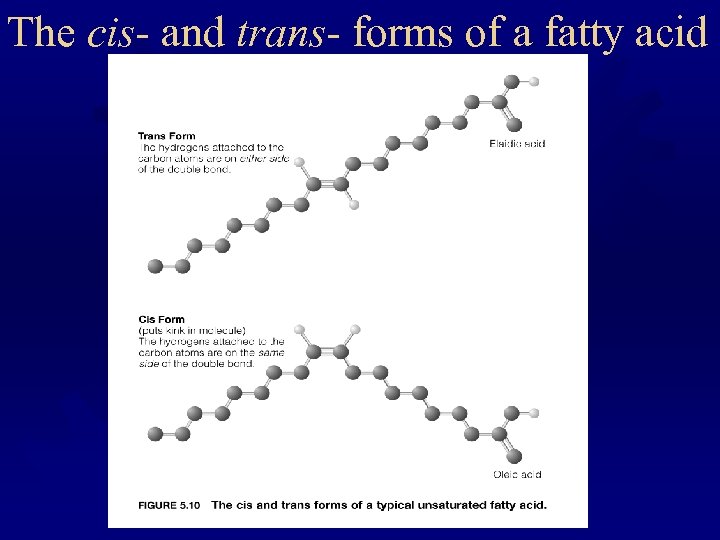 The cis- and trans- forms of a fatty acid 