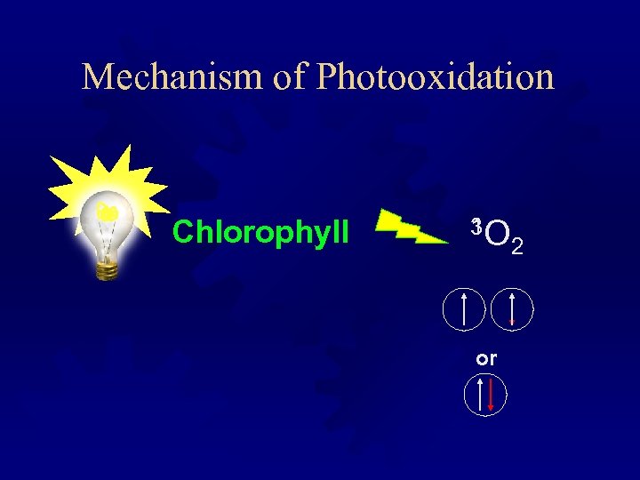 Mechanism of Photooxidation Chlorophyll 1 3 O or 2 