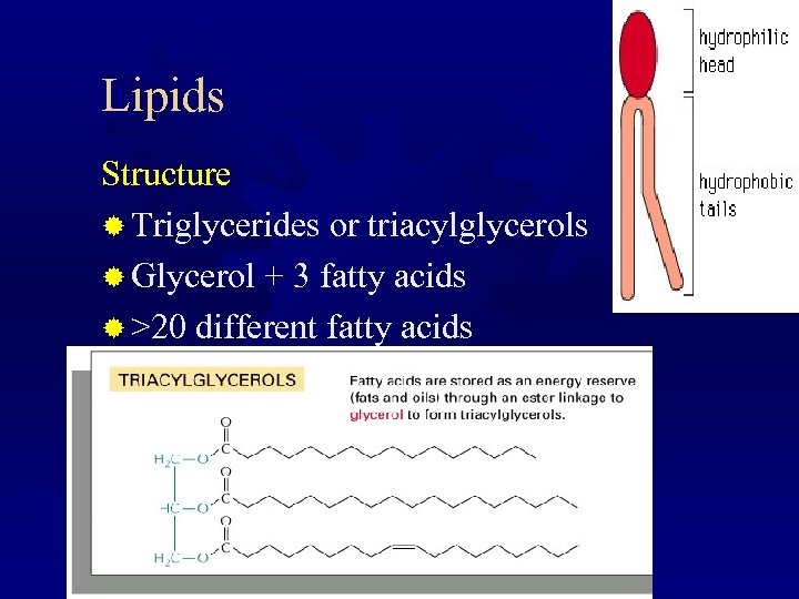 Lipids Structure ® Triglycerides or triacylglycerols ® Glycerol + 3 fatty acids ® >20