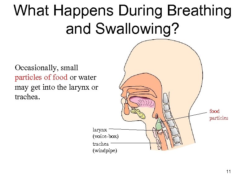 What Happens During Breathing and Swallowing? Occasionally, small particles of food or water may