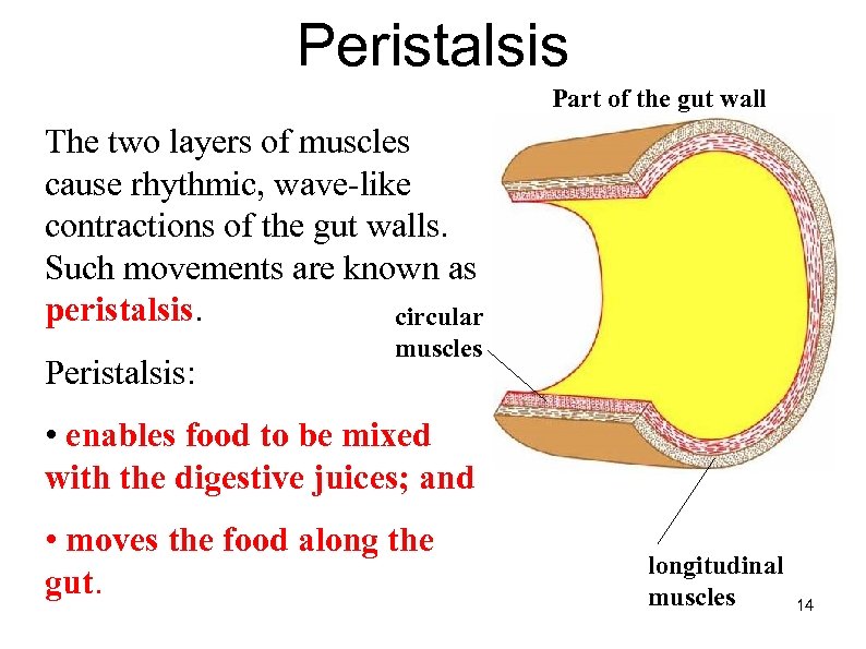 Peristalsis Part of the gut wall The two layers of muscles cause rhythmic, wave-like