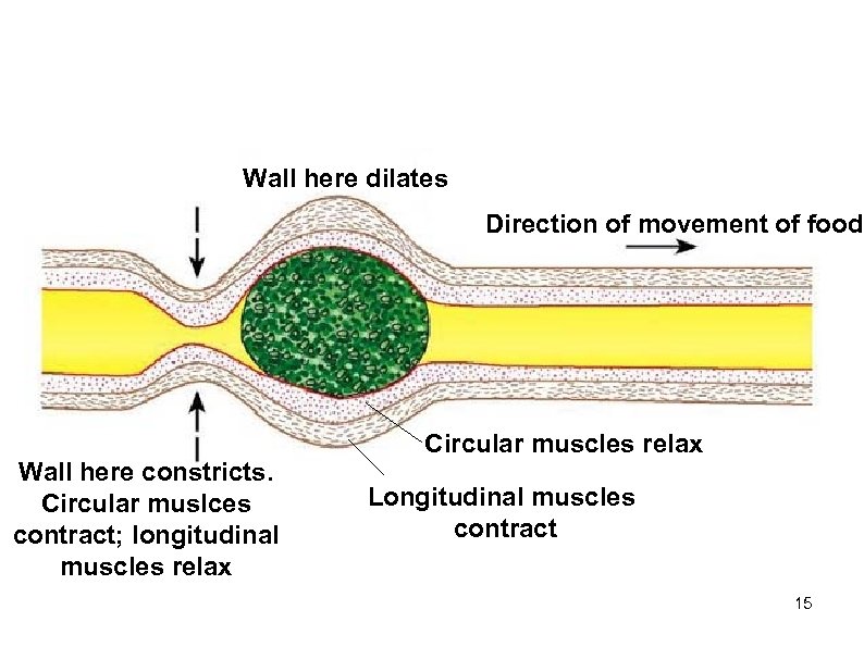 Wall here dilates Direction of movement of food Wall here constricts. Circular muslces contract;