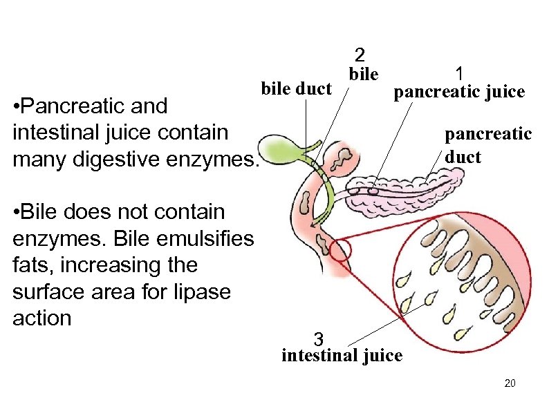 bile duct • Pancreatic and intestinal juice contain many digestive enzymes. • Bile does