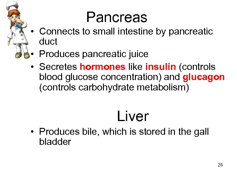 Pancreas • Connects to small intestine by pancreatic duct • Produces pancreatic juice •