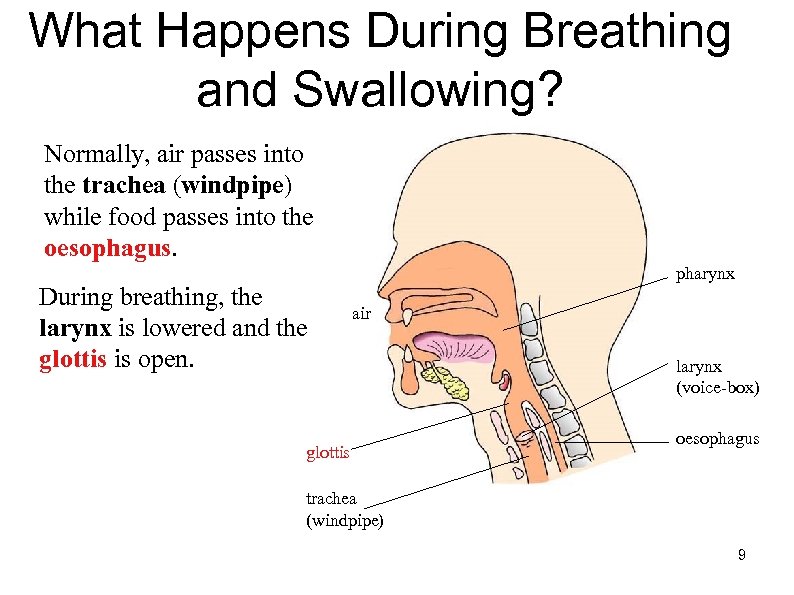 What Happens During Breathing and Swallowing? Normally, air passes into the trachea (windpipe) while