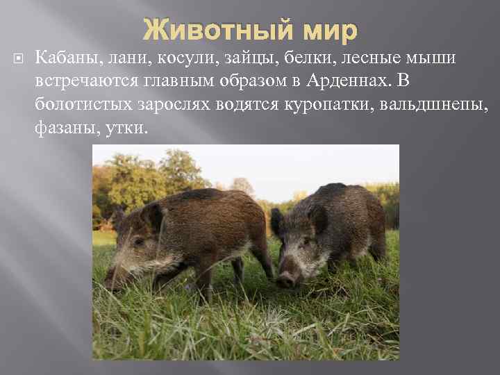 Животный мир Кабаны, лани, косули, зайцы, белки, лесные мыши встречаются главным образом в Арденнах.