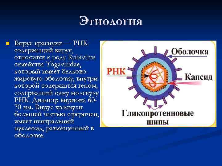 Этиология n Вирус краснухи — РНКсодержащий вирус, относится к роду Rubivirus семейства Togaviridae, который