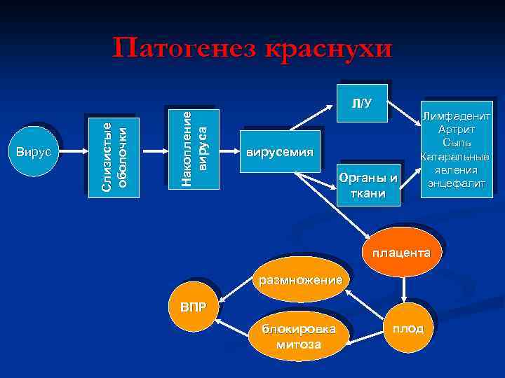 Патогенез краснухи Накопление вируса Вирус Слизистые оболочки Л/У вирусемия Органы и ткани Лимфаденит Артрит