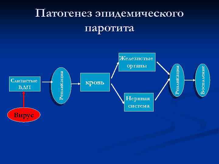 Вирус кровь Нервная система Воспаление Слизистые ВДП Репликация Железистые органы Репликация Патогенез эпидемического паротита