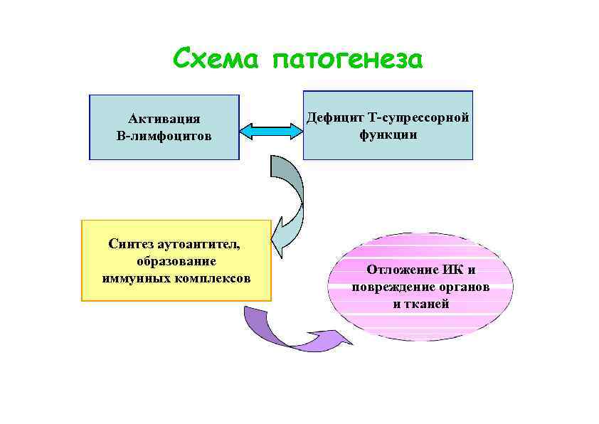 Схема патогенеза Активация В-лимфоцитов Синтез аутоантител, образование иммунных комплексов Дефицит Т-супрессорной функции Отложение ИК