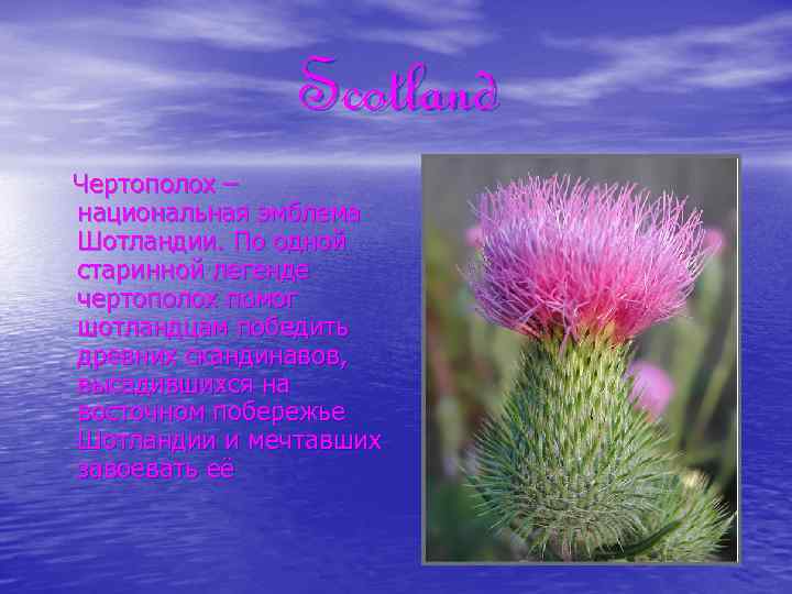 Scotland Чертополох – национальная эмблема Шотландии. По одной старинной легенде чертополох помог шотландцам победить