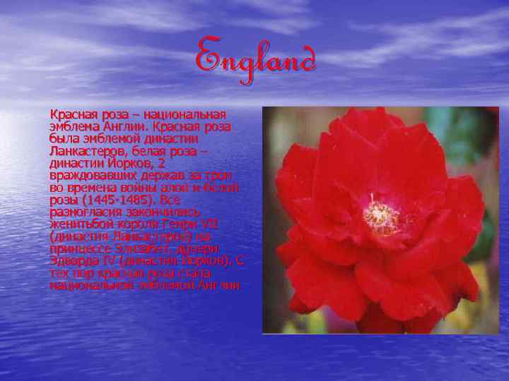 England Красная роза – национальная эмблема Англии. Красная роза была эмблемой династии Ланкастеров, белая