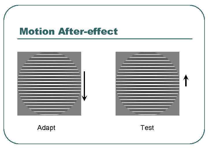 Motion After-effect Adapt Test 