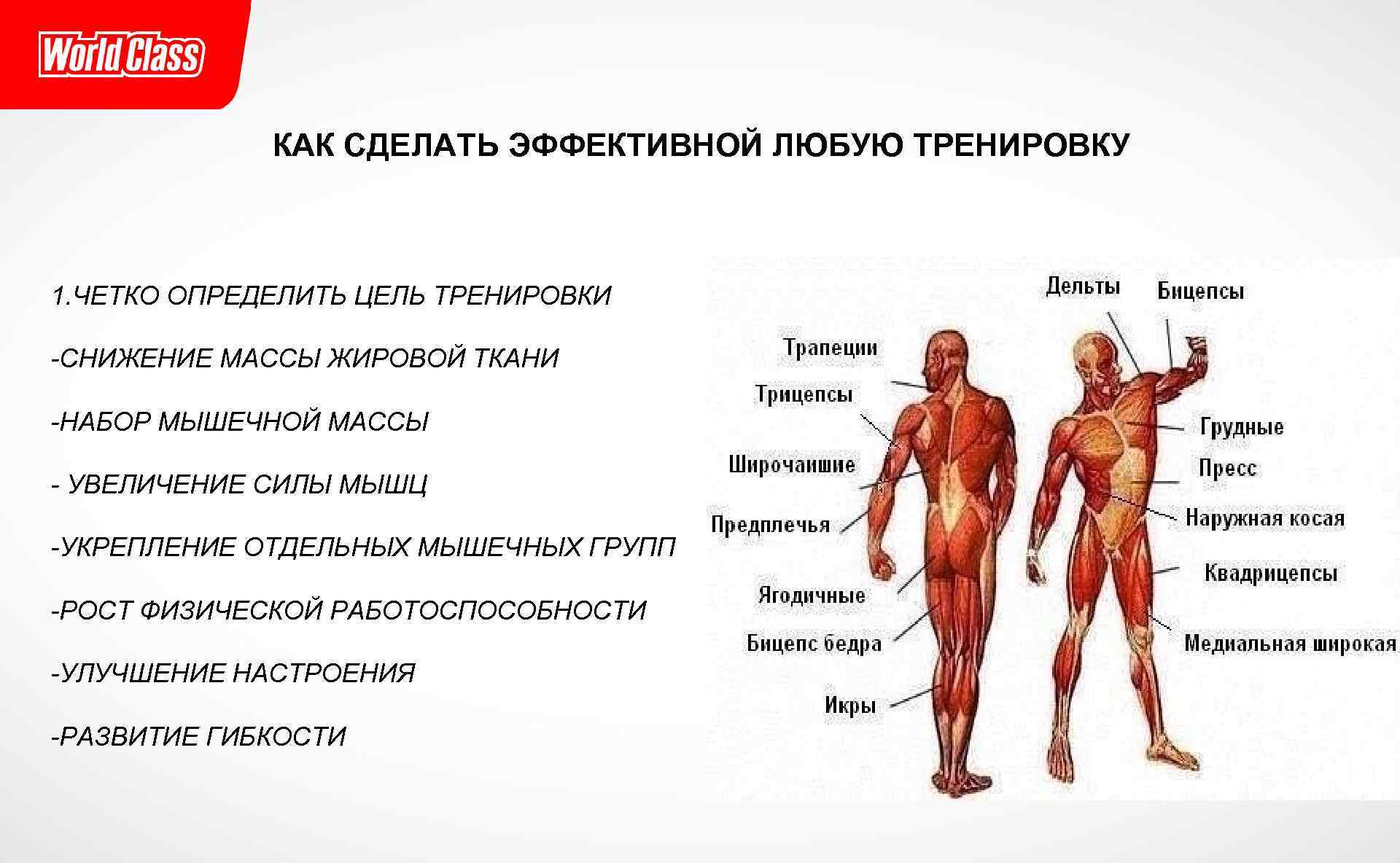 Каково значение мышечного чувства людей разных профессий. Мышцы человека. Мышцы на теле человека. Мускулатура человека. Основные группы мышц человека.