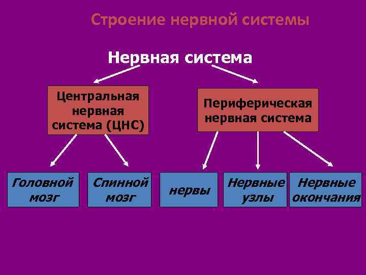 Основу нервной. Нервная система. Периферическая нервная система. Нервная система ЦНС И ПНС схема. Что составляет основу нервной системы.