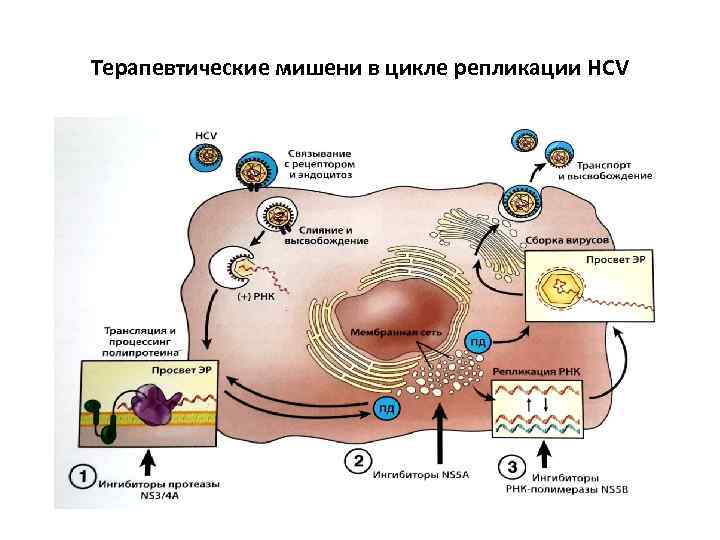 Терапевтические мишени в цикле репликации HCV 