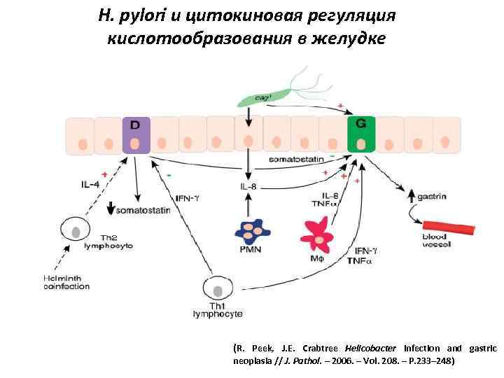 H. pylori и цитокиновая регуляция кислотообразования в желудке (R. Peek, J. E. Crabtree Helicobacter