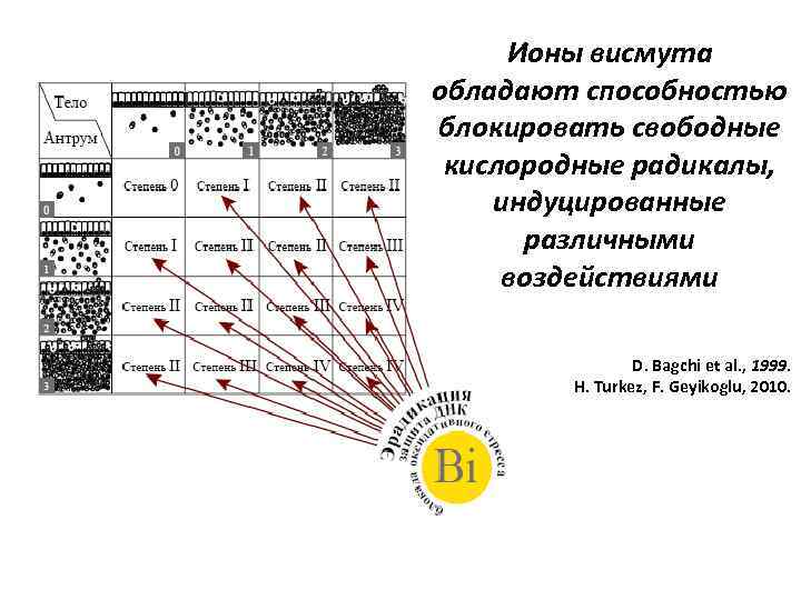 Ионы висмута обладают способностью блокировать свободные кислородные радикалы, индуцированные различными воздействиями D. Bagchi et