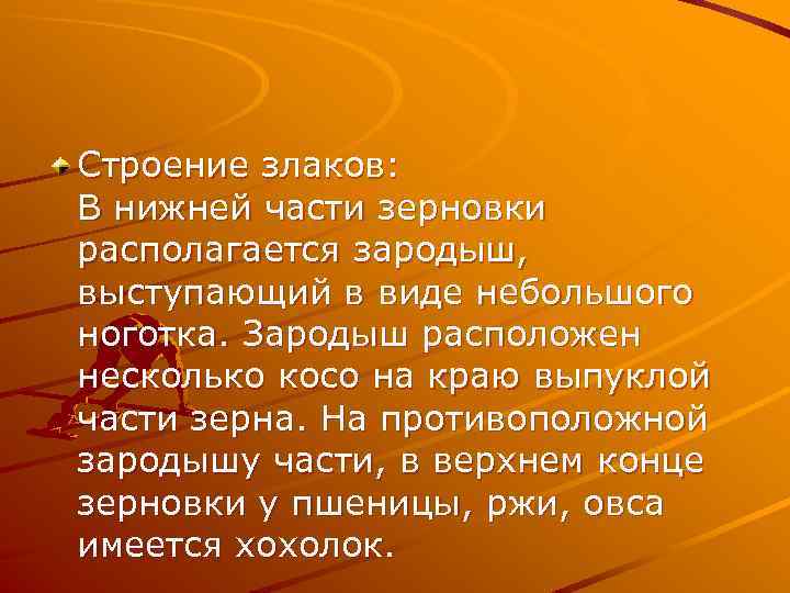 Строение злаков: В нижней части зерновки располагается зародыш, выступающий в виде небольшого ноготка. Зародыш