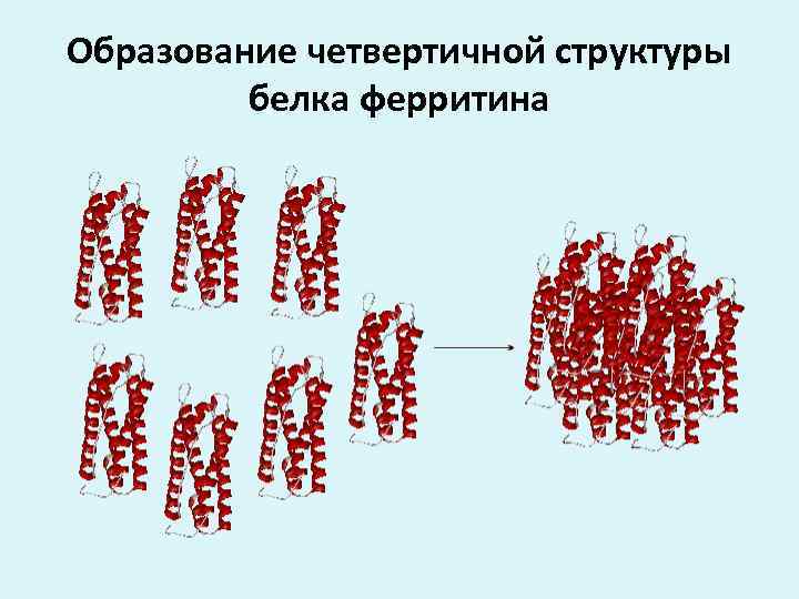 Образование четвертичной структуры белка ферритина 