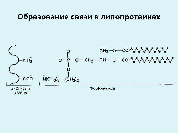 Образование связи в липопротеинах 