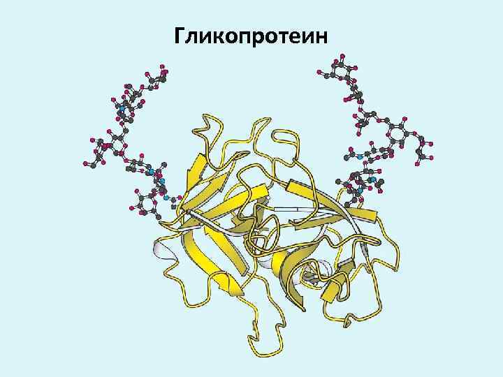 Исследование белка