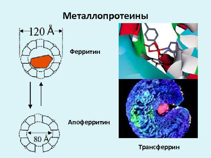 Что такое ферритин