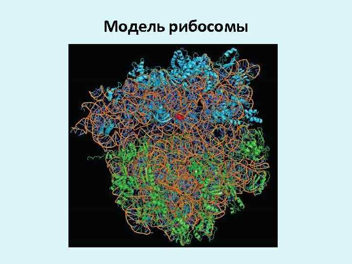 Модель рибосомы 