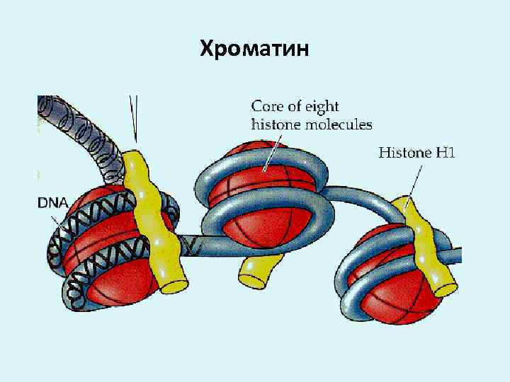 Хроматин 