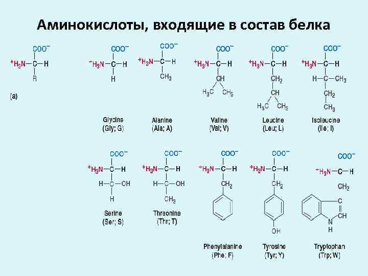 Аминокислота входит в состав белка